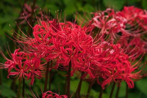 紅蓮華 彼岸花|彼岸花（ヒガンバナ）ってどんな花？別名や赤・黄色・白の花言。